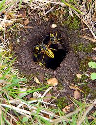 Wasp nest underground