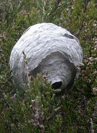 Wasp nest above ground