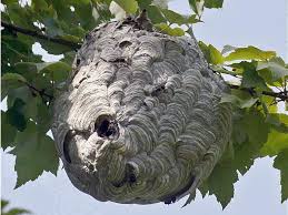  Hornet nest in a tree