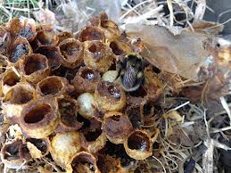 Bombus terrestris underground nest of a similar species of bumblebee
