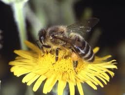 Honeybee foraging on dandelion