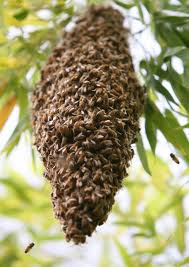  Bee swarm