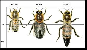 The three castes of honeybee Worker Drone and Queen