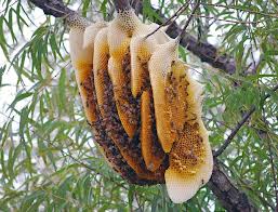 Wild comb in a willow tree